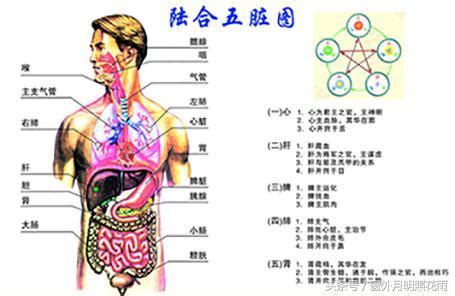 五臟位置|五臟六腑